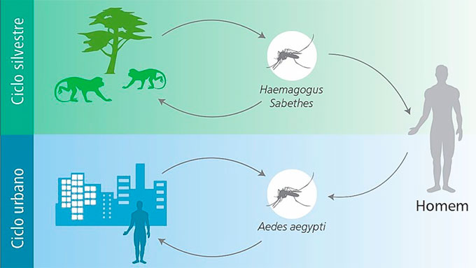 Ciclo Febre Amarela